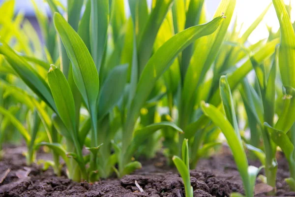 Färskt grönt gräs med upplyst av solen, närbild — Stockfoto