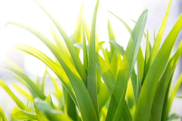 Hierba verde fresca con luz del sol, primer plano —  Fotos de Stock