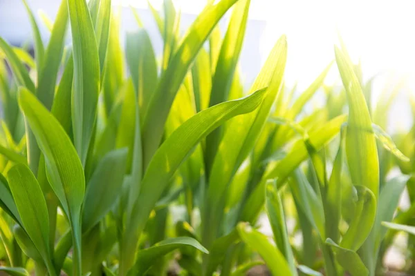 Hierba verde fresca con luz del sol, primer plano —  Fotos de Stock