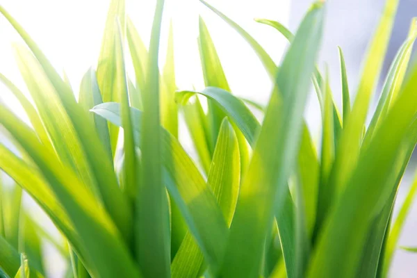 Erba fresca verde con illuminato dal sole, primo piano — Foto Stock