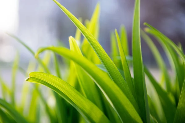 Grama verde fresco com iluminado pelo sol, close-up — Fotografia de Stock