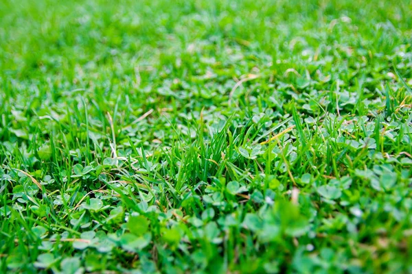 Achtergrond van groene zomer klavergras, selectieve focus — Stockfoto