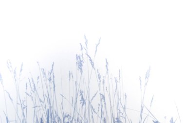 Arka plan için beyaz doku üzerinde doğal yaprakları soyut gri gölge arka plan