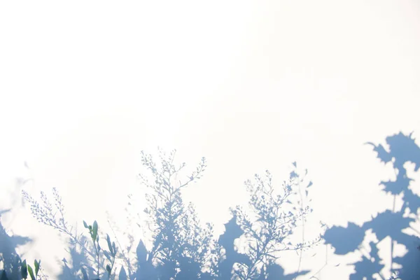 Абстрактный теневой фон натуральных листьев на белой текстуре для фона — стоковое фото