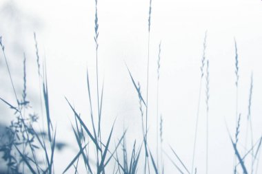 Arka plan için beyaz doku üzerinde doğal yaprakları soyut gri gölge arka plan