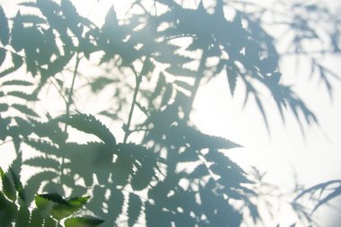 Arka plan için beyaz doku üzerinde doğal yaprakları soyut gri gölge arka plan