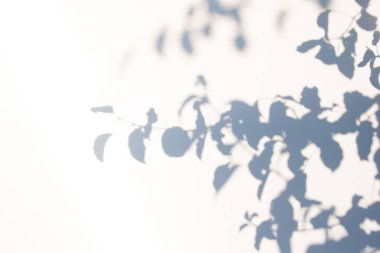 Arka plan için beyaz doku üzerinde doğal yaprakları soyut gri gölge arka plan