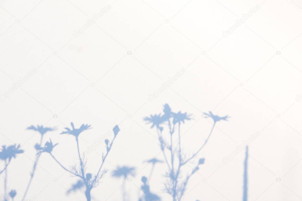 Abstract gray shadow background of natural leaves on white texture for background