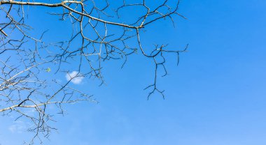 Mavi gökyüzü arka planında izole edilmiş ölü ağaç dalı