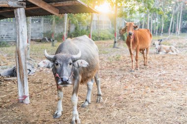 İki bulanık ineğin önünde duran bufalonun seçici odağı Tayland 'da gün doğumunda çiftlik kırsalında dinleniyor.
