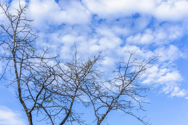 Branch Dead Tree Isolated Blue Sky Background — Stock Photo, Image