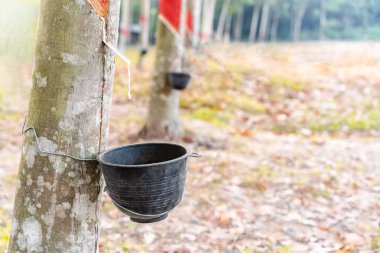 Güneş doğarken kauçuk ağacı ve lateks kâse yakın plan, Tayland 'da hasat.
