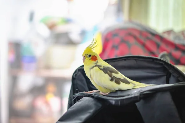 Papağan Portresinin Yakın Çekimi Sarı Cockatiel Bulanık Arka Planda Izole — Stok fotoğraf