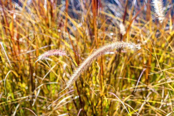 close-up flowers of red grass, Curved grass flowers down the path in the garden isolated on multi-colored grass wallpaper. Autumn landscape of yellow red grass.