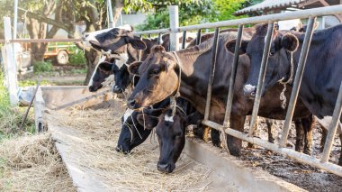 Süt ineklerinin ön görüntüsüne seçici bir şekilde odaklanarak çiftliğin arkasındaki bulanık süt hayvanlarıyla kameraya bakıyor. Ahırda saman yiyen siyah beyaz inekler. Çiftçilik ve hayvancılık kavramı.