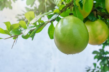 Taze Calabash kabağı ya da Crescentia cujete kapağı açık bahçedeki ağaçların dalına asılı ve damlacık güneş ışığı arka planında doğal yeşil yapraklar.