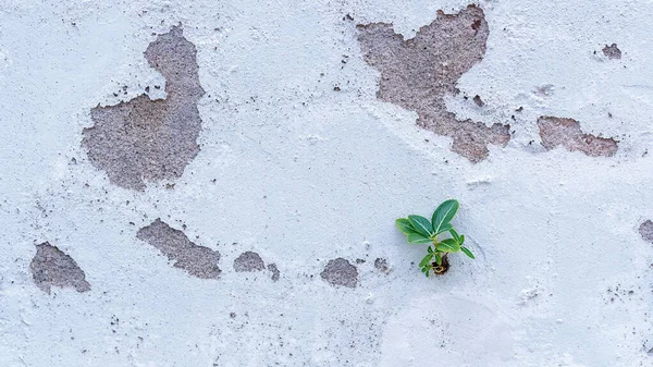 Small plant adaptation grows on cement wall.  Little beautiful tree grows through the cracked floor on an old white concrete wall. Concept of variation and brave. Copy space for adding your content.