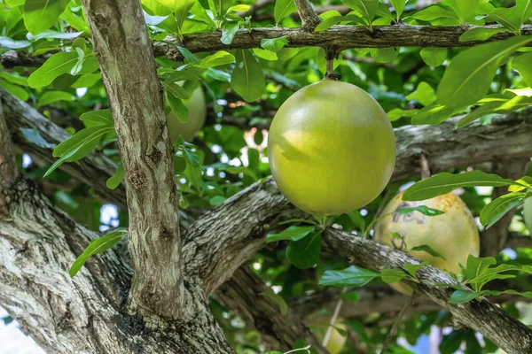 Close Calabash Gourd Fresco Crescentia Cujete Pendurado Ramo Árvores Jardim — Fotografia de Stock