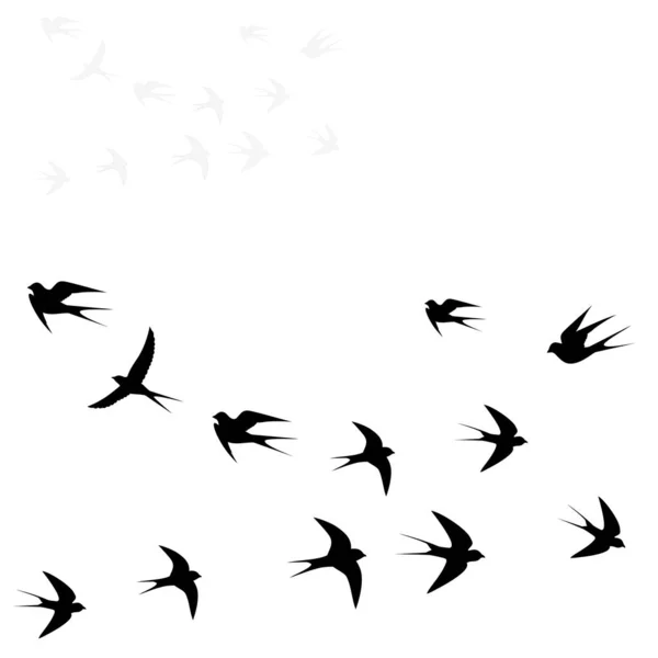 Πτηνά Πετούν Δύο Σμήνη Εικονογράφηση Φορέα — Διανυσματικό Αρχείο