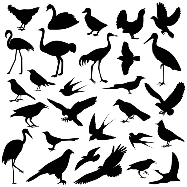 Oiseaux Différents Illustration Vectorielle — Image vectorielle