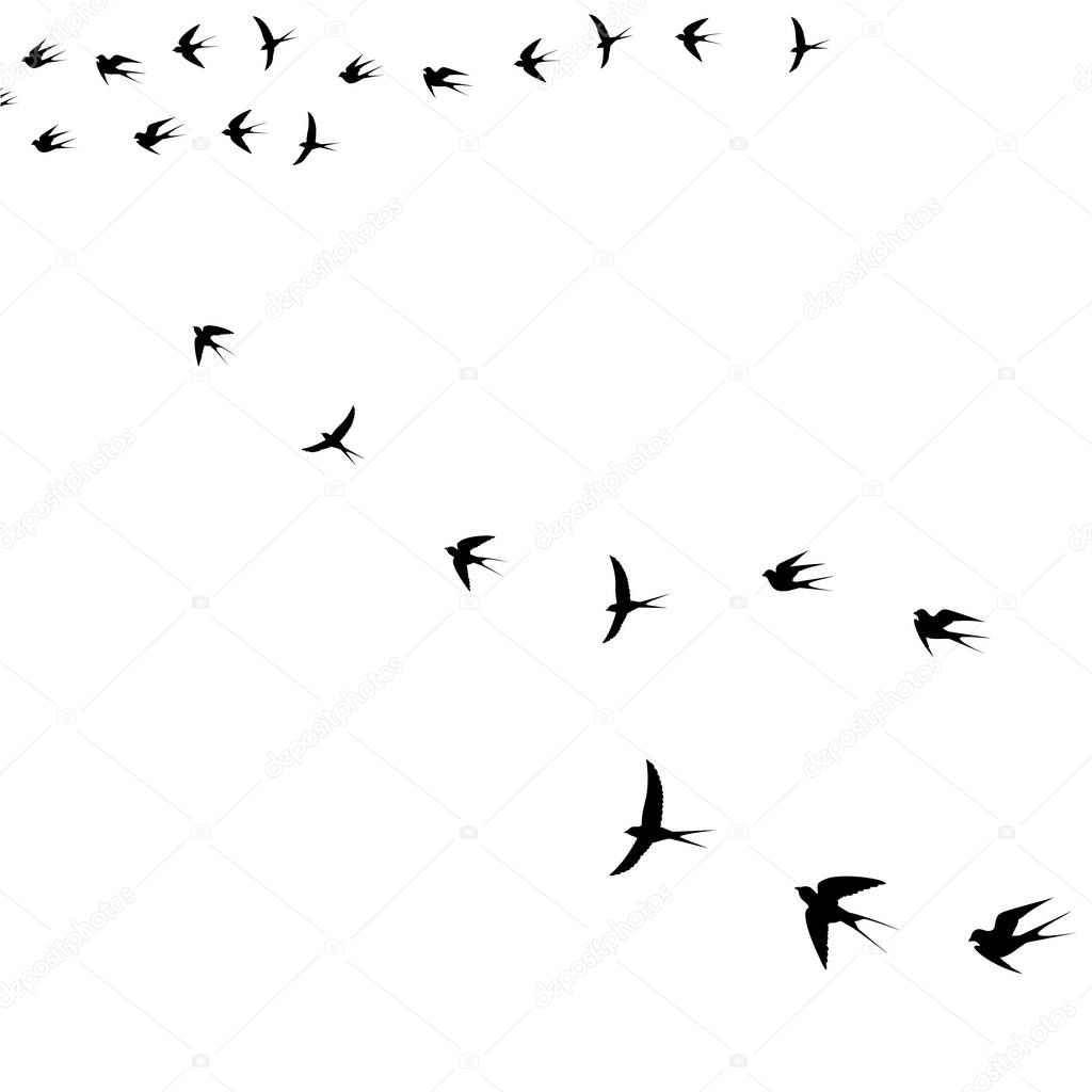 bird in the sky,vector illustration