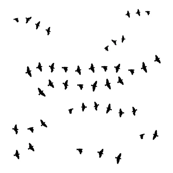 Aves Sobre Fondo Blanco Ilustración Vectorial — Archivo Imágenes Vectoriales
