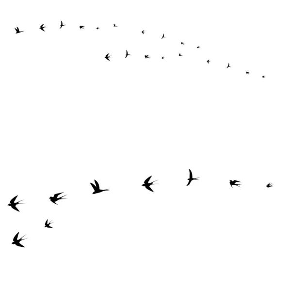 Conjunto Aves Aves Voladoras Ilustración Vectorial — Vector de stock
