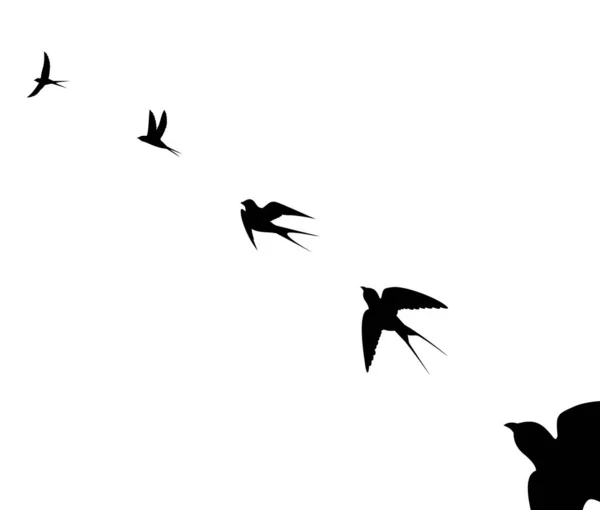 Aves Voladoras Sobre Fondo Blanco Ilustración Vectorial — Archivo Imágenes Vectoriales