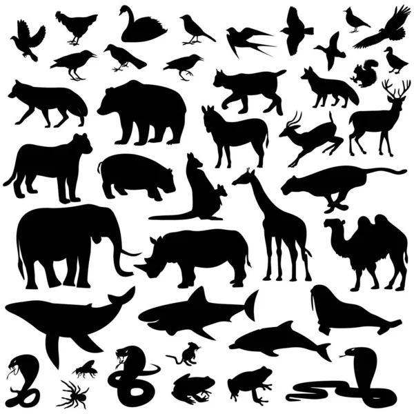 Icons Mammal Vector Illustration — Stock Vector