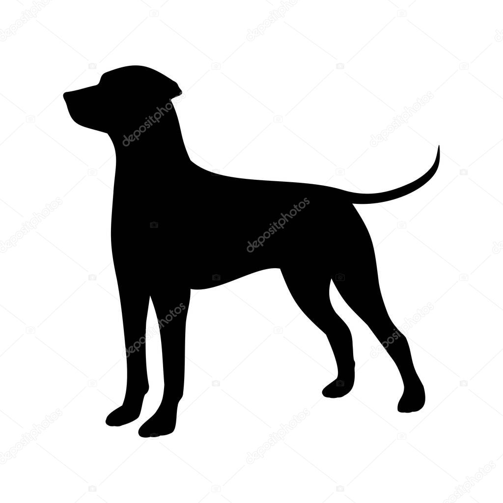 hunting dog vector illustration