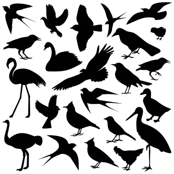 Image Illustration Vectorielle Des Oiseaux — Image vectorielle