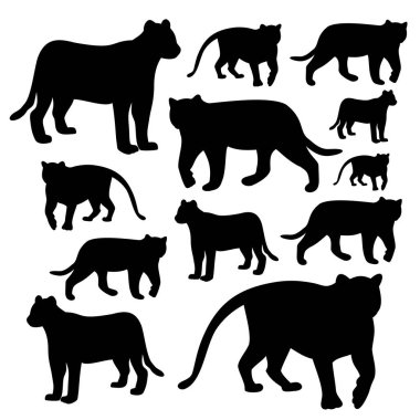 Beyaz arka planda hayvan kaplanı, vektör illüstrasyonu