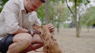 A man enjoys time with his Cocker Spaniel dog in a park. They share a loving bond, evident in their gentle interaction. This heartwarming scene captures the joy and companionship between a pet