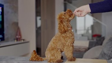 A brown poodle stands alert on a wooden table in a stylish, contemporary living room, adding a touch of lively charm. Curious Poodle Standing on Table in a Modern Living Room
