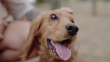 Happy golden Cocker Spaniel enjoys being pet by its owner in slow motion. The dog pants happily and looks at the camera. The purebred dog is on a leash. Golden Cocker Spaniel Dog