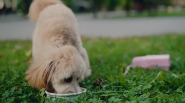 Small, adorable fluffy dog enjoys a meal outdoors in a park. The dog eats from a bowl on the grass. The dog is happy. Perfect for pet food commercials, dog-related content, and animal lovers.