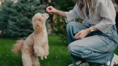 A young woman crouches in a park, offering a treat to a small, fluffy dog. The dog stands on its hind legs, eager to take the treat. This heartwarming scene captures a special moment between a pet
