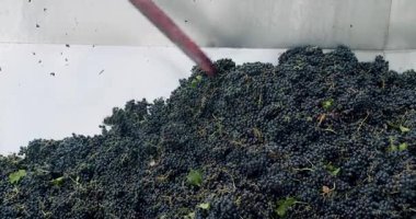 Şarap fabrikası, üzüm işleme makinesi sıkışması. Üzümü basınla sıkıştır. Şaraphanedeki Üzüm Kabuğu 'nu kırmızı üzümlerle yapıyorum. Üzüm öğütücü makinesinde kırmızı üzüm.