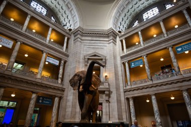 JUN 2, 2018 - WASHINGTON DC, USD: African Elephant at the Entrance of Smithsonian National Museum of Natural History, Washington DC, USA clipart