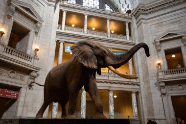 2 Haziran 2018 - Washington DC, Usd: Smithsonian Ulusal Müzesi Girişindeki Afrika Fili 