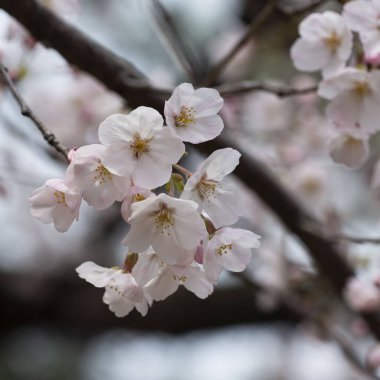 Cherr Blossom üzerinde closeup, Spring sırasında Sakura