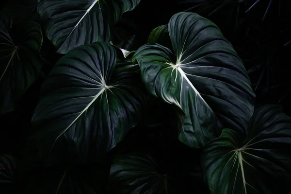 Philodendron Mcdowell Pianta Tropicale Con Enormi Foglie Sfondo Scuro — Foto Stock