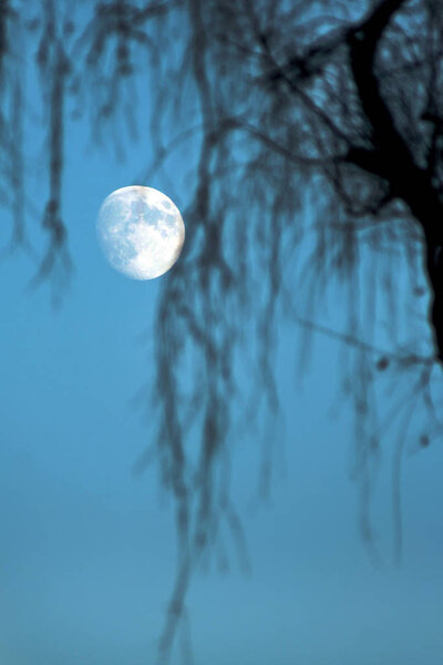 Supermoon on the sky is viewed through blurred branches of the tree