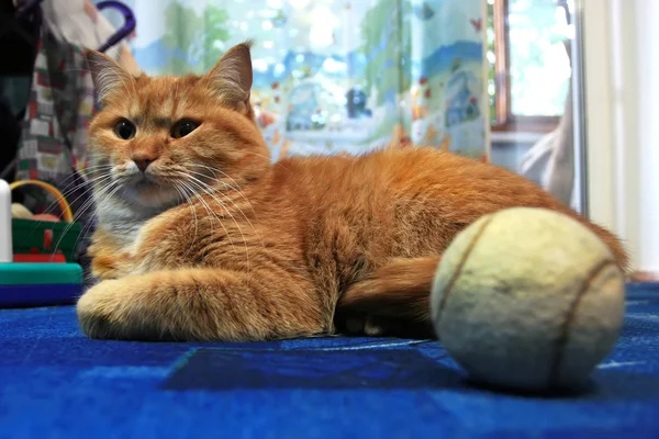 Een Grote Gember Kat Legt Buurt Van Tennisbal — Stockfoto