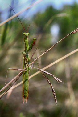 Makro fotoğrafçılık. Kuru bir bıçak çimen yeşil çekirge