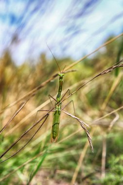 Çim ve gökyüzü bulanık bir arka plan üzerinde yeşil çekirge silüeti