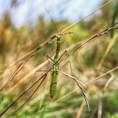 Çim ve gökyüzü bulanık bir arka plan üzerinde yeşil çekirge silüeti