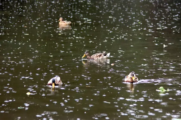 Enten Schwimmen Strömenden Regen Einem Teich — Stockfoto