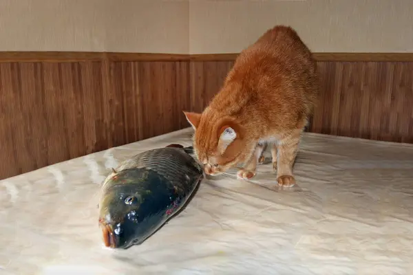 Een Gember Kat Het Snuiven Van Een Grote Vis Tafel — Stockfoto