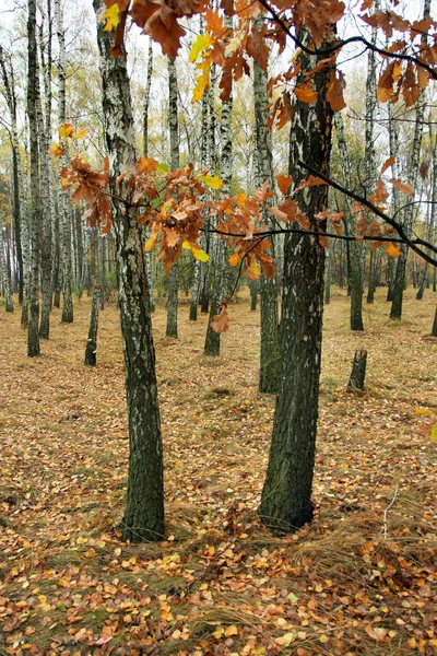 Björkdungen Höstdag Marken Täcks Gula Blad — Stockfoto